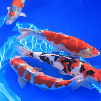 maider_mayday's profile picture. 物性物理