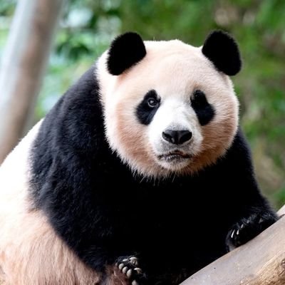 lnshho038082502's profile picture. 從小到大很喜歡大貓熊
牠是臺灣國寶圓仔公主