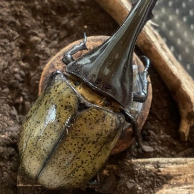 kabuton006's profile picture. カブトムシを２０２５年9月から飼い始めました。色々勉強させてください！虫垢さん大好きです。仲良くしてください！フォロワー増やしたいです！気軽にコメントください😆