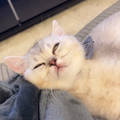 pulia81's profile picture. 