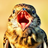 JIN🚀 (@cryptogogo24) 's Twitter Profile