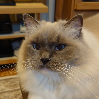 NYAN_HOME's profile picture. 平和な日本を創造しよう🇯🇵

皆が幸せで何が悪いの？

たった1%の金持ちが世界の富のほとんど

を牛耳ってる　そんな地球に

私達はいる

変えてゆこう