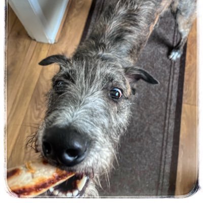 Retired sky cop. Mountain biker, hill walker, beer drinker & butler to Lord Ralphington the rescued Lurcher. Ruptured brain aneurysm survivor. Be kind.💙