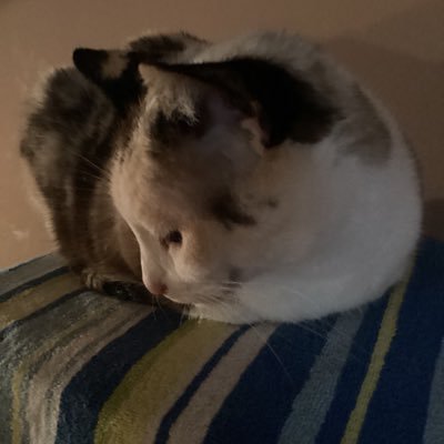 troch2100's profile picture. Catholic, Just here to keep up with interesting people.