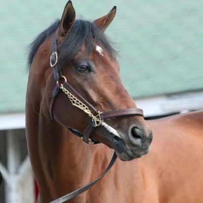 Epicentertheson's profile picture. Fan Page for: Epicenter born 2019 son of the great Not This Time Champion 3 year old horse of 2022. Beginning his career now as a sire.