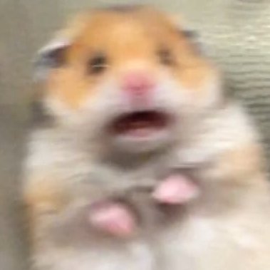 Boilstone1's profile picture. 