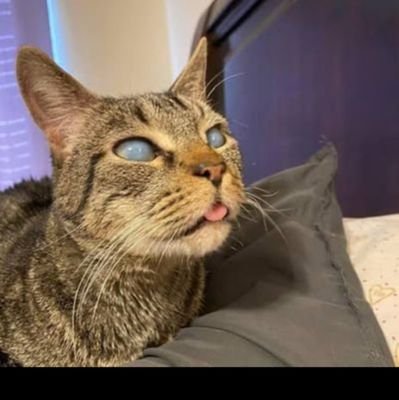 Animal Rescue Service🈂️ people in their twenties from different regionsof Istanbul are trying to rescue the cats.
Non-Profit Rescue.🛟🛟
Feeding, Neutering.