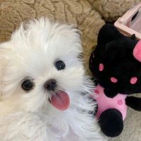 Utopianatureee (@utopia_nature) 's Twitter Profile Photo