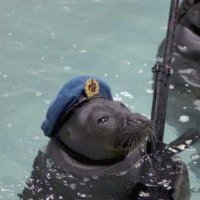 Un phoque calibré 🇨🇵 (@pwnners) 's Twitter Profile