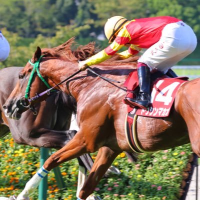 ヤクルトファン一筋 ⚾️ 一口馬主やってます。🐎 #レイデアンジェロ #オブシディアーナ#リアララ