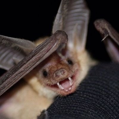 it/he. 21. owned ♡ @tochtli_72 . mediocre furry artist. anti-censorship 🦇🐾 18+
