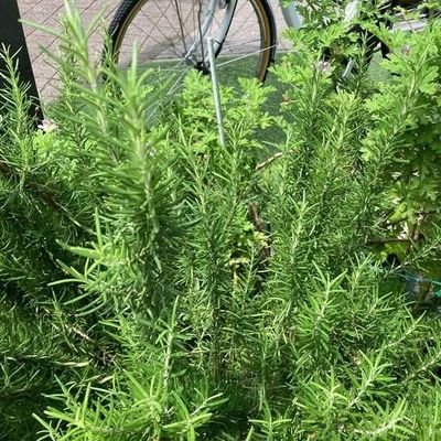 ChenJinHarry's profile picture. Chef