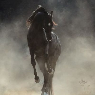 أحِبُّوا الخيلَ واصطَبروا عليها 🐎🐎🐎
فإن العز فيها والجَمَالا