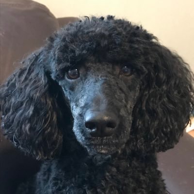 ElanHewston's profile picture. Love Poodles. Interested in news and views only - so no Messages please🙏