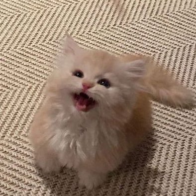 :Sharing soft paws & cozy meows 🐱☁️ Meow meow my day ✨🐾 @heartchuthiwat good boi @khunppol. 🔛🔝