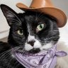 KnavishData's profile picture. Dev Fullstack Python Net