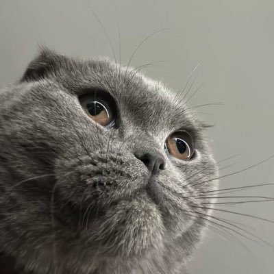 StefanDulke's profile picture. $LMEOW