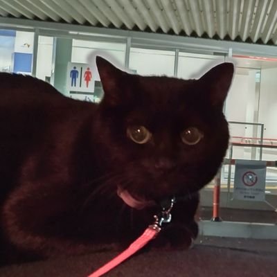 jr2kuz's profile picture. 無線用アカウントです。🐱無言フォローしますが、宜しくお願い致します。🐱『いいね』は見ましたよ読みましたよ、という事で。棚ぼた旧電信級ですけどね🤗何か？🤪