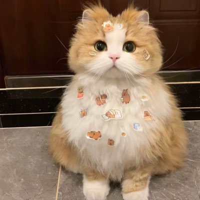 Niruzze's profile picture. A doctor, fangirl, gamer, soon to be a wife. Cats are everything 🥰😻