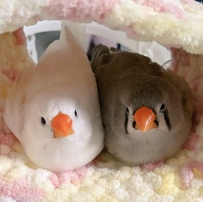techimochi_2022's profile picture. 茶🐥てち、白🐣もち、仲良し姉妹のキンカチョウ💕　
2022/10生まれ　
長期で投稿をお休みすることがありますが、末永く続けたいのでもし良ければ仲良くして下さい( *ᴗˬᴗ)⁾　無言フォロー失礼します🙏💦　コメント＆フォローどなた様もお気軽に☺