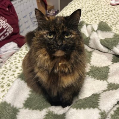 maplethetortie's profile picture. 10 year old babey :) tortie type || maple and ‘mume’ she/her
