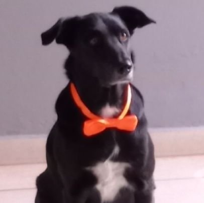 Legião Urbana/Hannibal Lecter/ animais & volei.
(Musica clƔssica e rock)