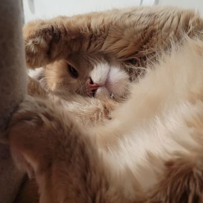 Moot_C's profile picture. 