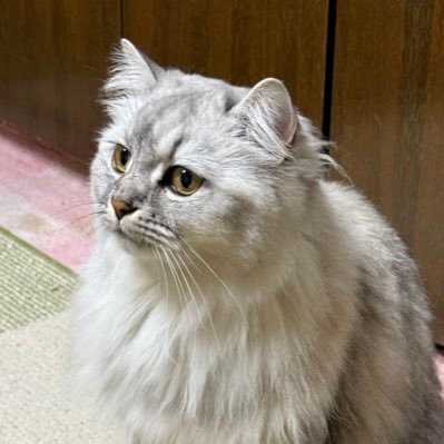 oyasince4946's profile picture. 最弱開幕ソロプレです。ガチ下手です。