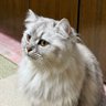 oyasince4946's profile picture. 最弱開幕ソロプレです。ガチ下手です。