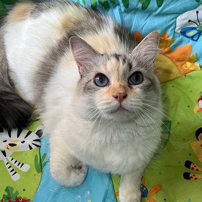 hermana de 12 peludos hija del loco de los gatos 😺😺