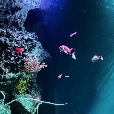 megu652's profile picture. Fortnite   ゼロビルド    色々投稿☺︎