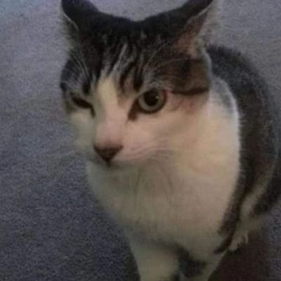 julioop18's profile picture. 