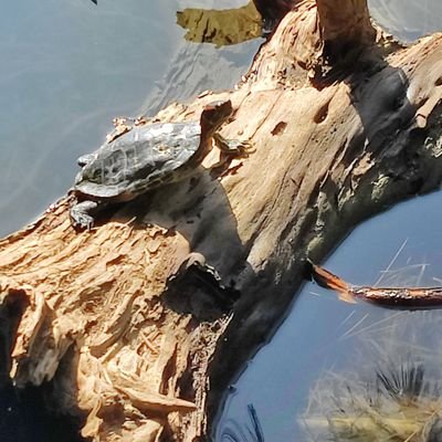 DamonYang87's profile picture. 