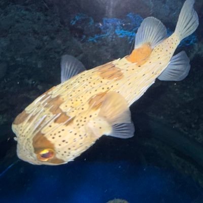 ONLY779556's profile picture. all fiction🥷🥷🥷 全て夢の中でのツイート🔥