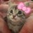lmeow avatar
