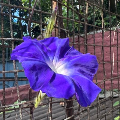 TakeMandu's profile picture. Nepali