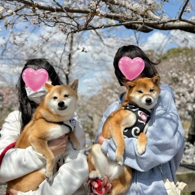 🐾毎日わんことのんびりお散歩しながら、季節の風を感じてる🌿
どんな日もこの子のしっぽフリフリと笑顔が、私の心をふわっと癒してくれるんだ☺️☀️
白い毛並みの小さな背中に、たくさんの幸せをのせて。
この子と過ごす時間が、世界でいちばん愛おしい( ˶ᐢᗜᐢ˶ )💗🐶
#犬のいる暮らし #癒しの時間 #うちの子がいち