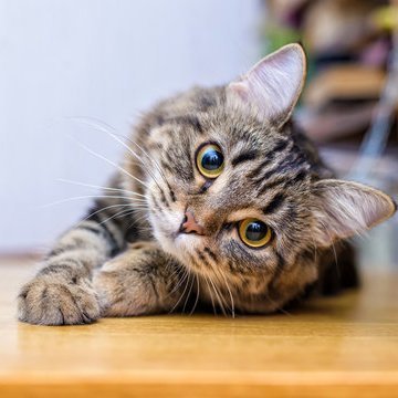 nen_neko_neko's profile picture. 猫猫ニャンニャン専門