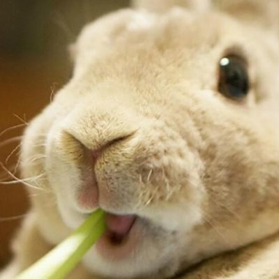 begumsety's profile picture. 動物やニュース、さらに日常生活についてもリポストします〜