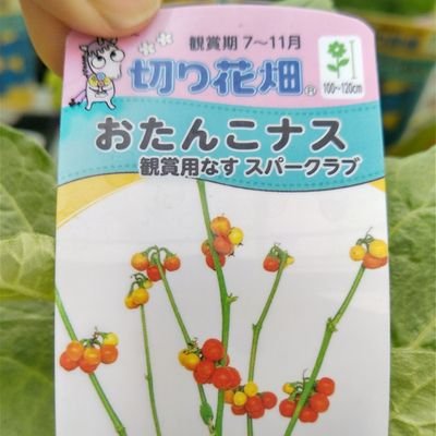 kaoru_Sinonome's profile picture. 釣り🎣園芸🌹政治ウォッチ👨‍💼スピリチュアル🔮プチプラファッション👔YouTube.ゲーム📺️🎮️エルデンリングは非常におもしろいですね。最近はナイトレインをよくやってます。
日本の総理が変わりましたね。この先日本が良くなるか要チェックですね。