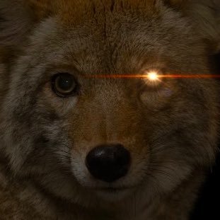 Coyote_1005's profile picture. にゃんこUR3000↓、コトダマンレジェアイなし