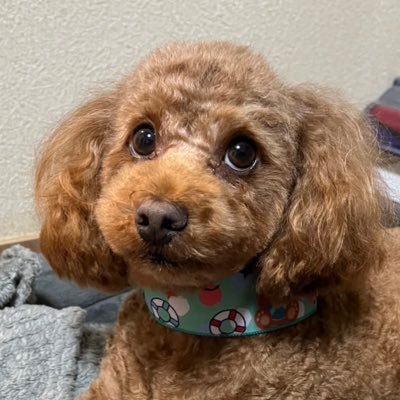 Reisan_hachu's profile picture. 3児母⋆꙳レオパードゲッコー🦎クレステッドゲッコー🦎ヒガシヘルマンリクガメ🐢ボールパイソン🐍コーンスネーク🐍シリケン&アカハラ&マダライモリ♡イエアメ&クランウェルツノガエル🐸フクロモモンガ🫧トイプードル🐩ネコ🐈生き物垢フォロバします！