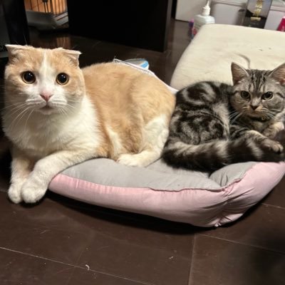 akaken19146527's profile picture. cb400sb、エリミネーター所有 猫2匹飼ってます。夫婦ツーリングが趣味今年で4年目。夫婦ツーリング仲間と繋がりたい。釣り🎣も大好き❤ 酒🍺も大好き💕