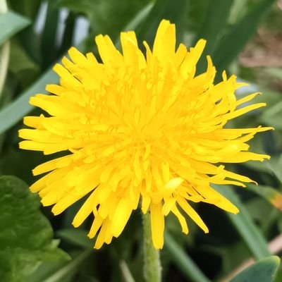 curioushuman1's profile picture. XX in the 🌍 Opinions personal. ✝️🇬🇧🏴󠁧󠁢󠁳󠁣󠁴󠁿. 💚 nature 💚the 🌍 Do no harm.
Sacred Female ♥️ Sacred Male.
Love conquers all..