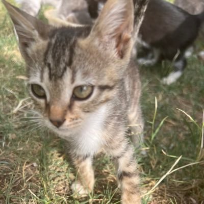 READ THEIR STORY on link ….Every donation will go directly towards their care. These kittens deserve a second chance, but we can’t do it without your support.