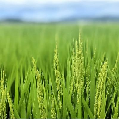 超氷河期世代/R6中小企業診断士試験初挑戦:1次◯2次✕/農家ではないが農業や食品周辺をウロウロしてるマン/革靴や革小物好き👞/宮城のスゴい中小企業を140字で紹介する企画をまたやりたい/何度やってもISTP