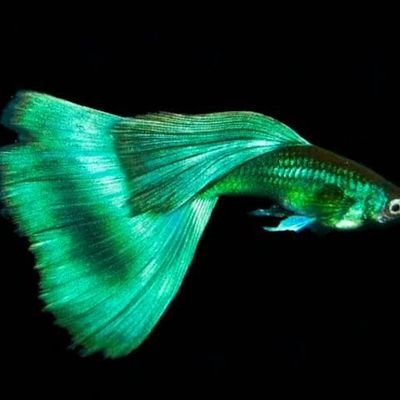 ashilda562's profile picture. 