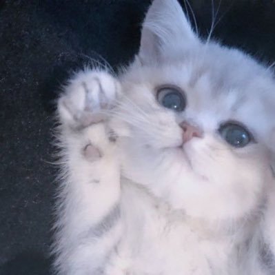 sssshige711's profile picture. しげぴ🐰