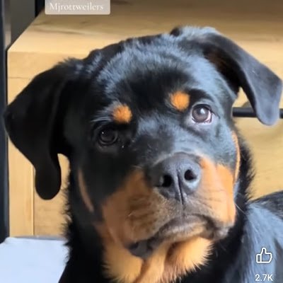 TxRottie81's profile picture. 