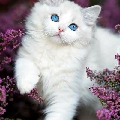 Forrblalobosa's profile picture. I want freedom for the full expression of my personality.